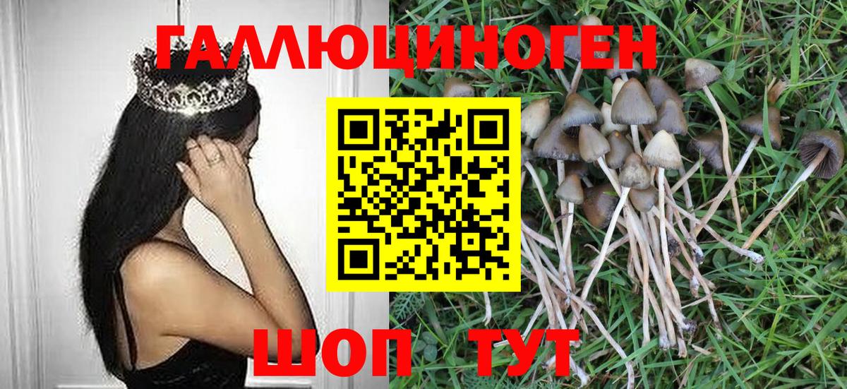 Псилоцибиновые грибы Psilocybe Рубцовск